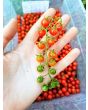 Tomato 'Sweet Pea'