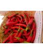 Hot Pepper ‘Long Red Cayenne’