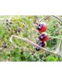 Tomato 'Indigo Blue Berries'