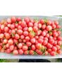 Tomato 'Pink Grape' Plant