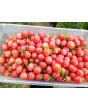 Tomato 'Pink Grape' 