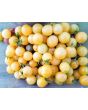 Tomato 'Snow White'