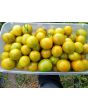 Tomato 'Green Zebra Cherry' Seeds (Certified Organic)
