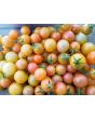 Tomato 'Gajo de Melon' 