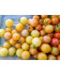 Tomato 'Gajo de Melon' 