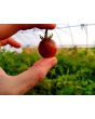Tomato 'Chocolate Sprinkles F2' Seeds