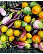 Eggplant ‘Turkish Orange’