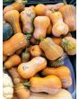 Butternut Squash 'Honeynut' 