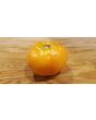 Tomato 'Amish Yellow'
