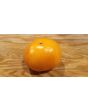 Tomato 'Amish Yellow'