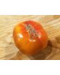 Tomato 'Thunder Mountain' 