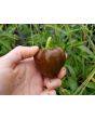Hot Pepper ‘Chilhuacle Negro' Seeds (Certified Organic)