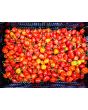 Hot Pepper ‘Red Savina Habanero’ 