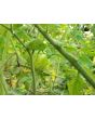 Tomato 'Mint Julep' AKA ‘Michael Pollan’ Seeds