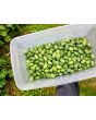 Cucumber 'Mouse Melon' or 'Mexican Sour Gherkin' 