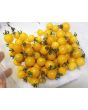 Tomato 'Burgess Lemon'