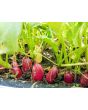 Radish 'French Breakfast'