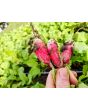 Radish 'French Breakfast'