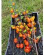 Eggplant 'Pumpkin on a Stick'