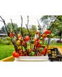 Eggplant 'Pumpkin on a Stick'