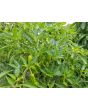 Pepper 'Shishito' Seeds (Certified Organic)