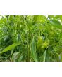 Pepper MILD 'Shishito' Plant