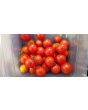 Tomato 'Tommy Toe' 