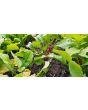 Radish 'French Breakfast'