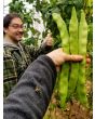 Pole Bean 'Helda' 