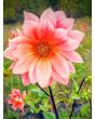 Dahlia, Mixed Colors