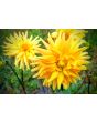 Dahlia, Mixed Colors