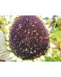 Sunflower 'Velvet Queen'