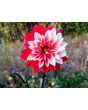 Dahlia, Mixed Colors