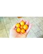 Tomato 'Isis Candy'
