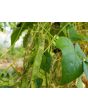 Pole Bean 'Katie's Mixed Snaps' 