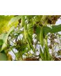 Pole Bean 'Katie's Mixed Snaps' 