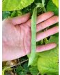 Pole Bean 'Cherokee Trail of Tears' 