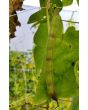 Pole Bean 'Cherokee Trail of Tears' 