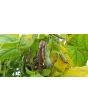 Pole Bean 'Cherokee Trail of Tears' 