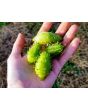 Achocha Fat Baby Cucumber
