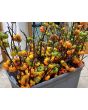 Eggplant 'Pumpkin on a Stick'