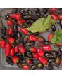 Hot Pepper ‘Black Prince’ 