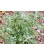 White Horehound 