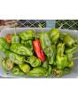 Hot Pepper ‘Pimiento de Padron’ Seeds (Certified Organic)