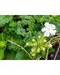 Verbena 'Shades of Liberty' 
