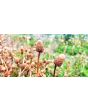 Eyeball/Toothache Plant