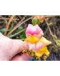 Pinky-Orange Snapdragon