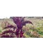 Amaranth 'Pygmy Torch' 