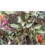 Hot Pepper ‘Calico’ 