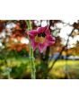 Flowering Tobacco 'Big Mouth' 